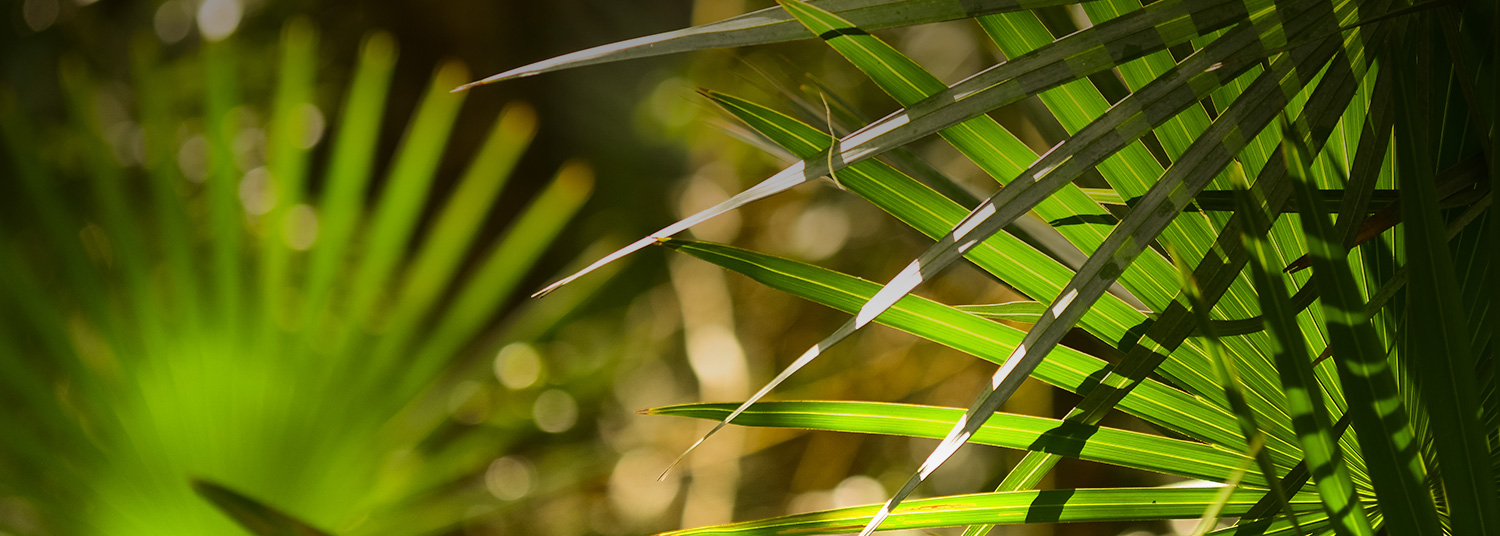 close up of leaves 