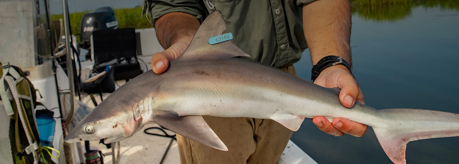 Shark being tagged