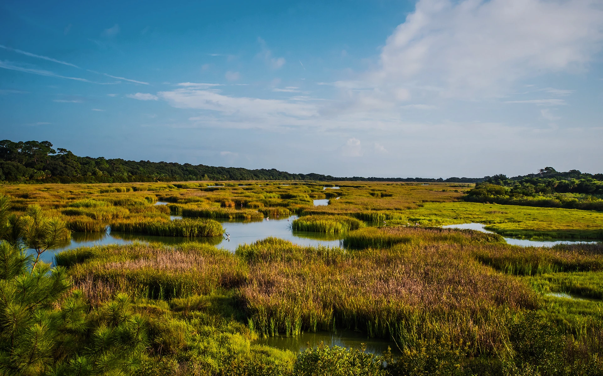 aerial view wetlands in the sun