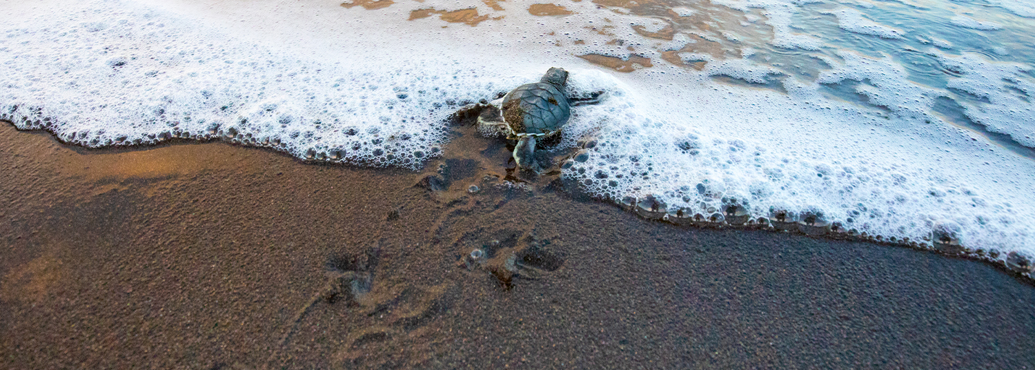 baby sea turtle being released into the ocean