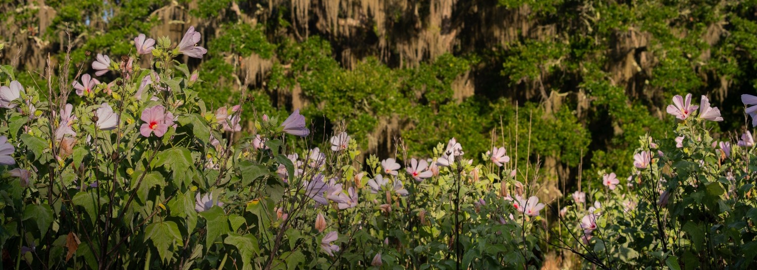 a group of flowers in a field