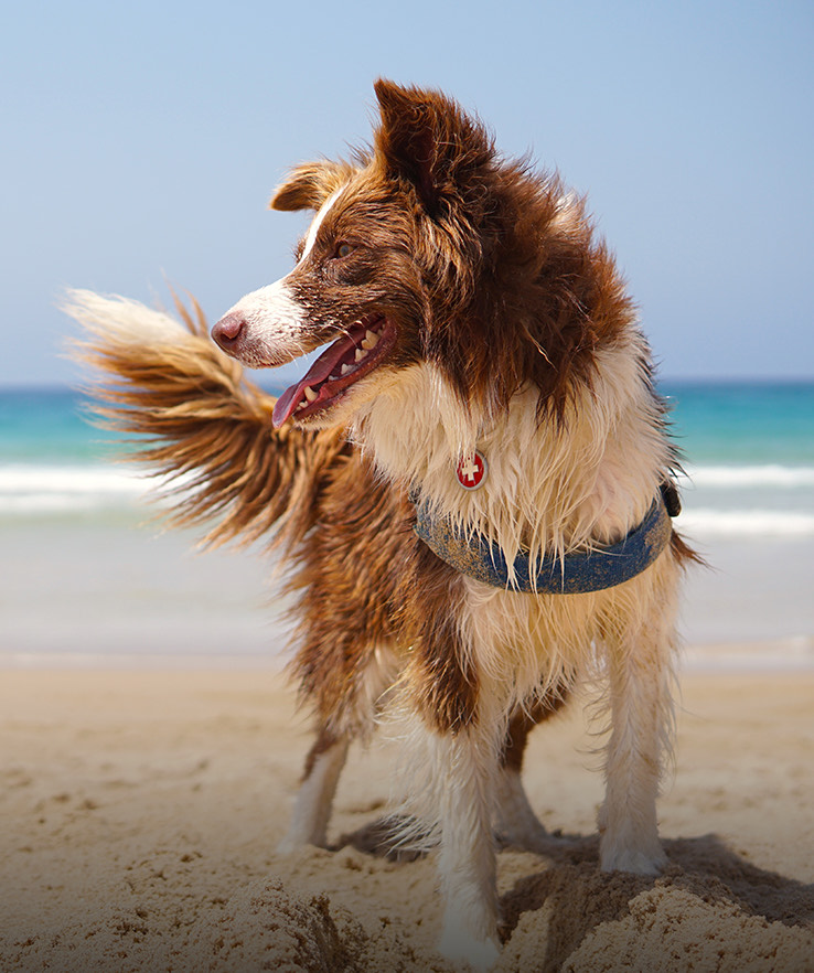 a dog standing on a beach