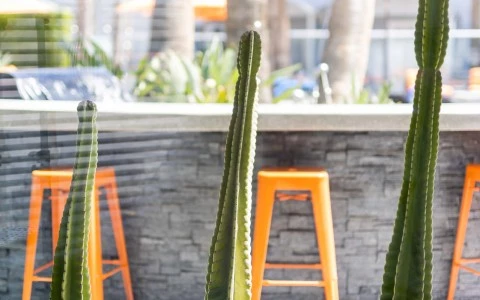 A bar with a stone wall, orange stools, and cacti in the foreground.