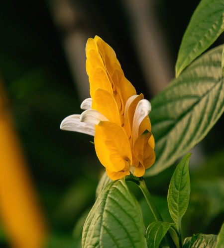 a yellow flower with white petals