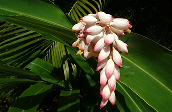a bunch of white and pink flowers