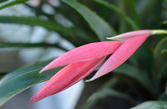 a close up of a pink flower
