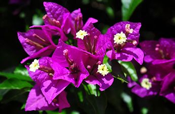 a close up of purple flowers