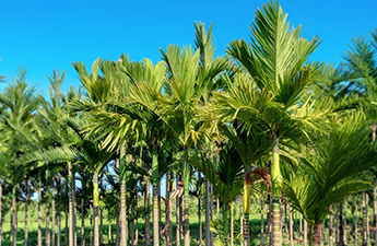 a group of palm trees