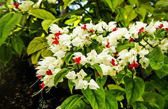 a close up of white flowers