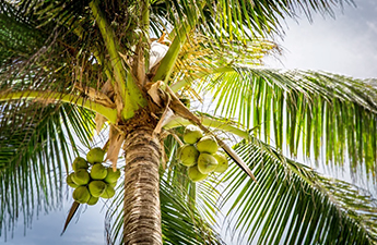 a palm tree with coconuts on it