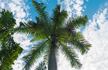 a palm tree with blue sky and clouds