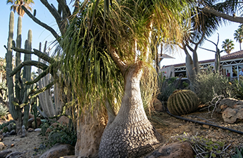 a tree with a large trunk