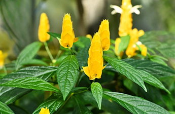 a close up of yellow flowers