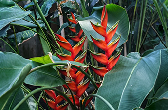 a close up of a plant