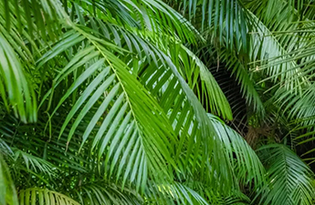 a close up of a palm tree