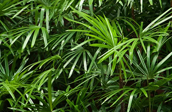a close up of a plant
