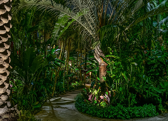 a path in a tropical garden