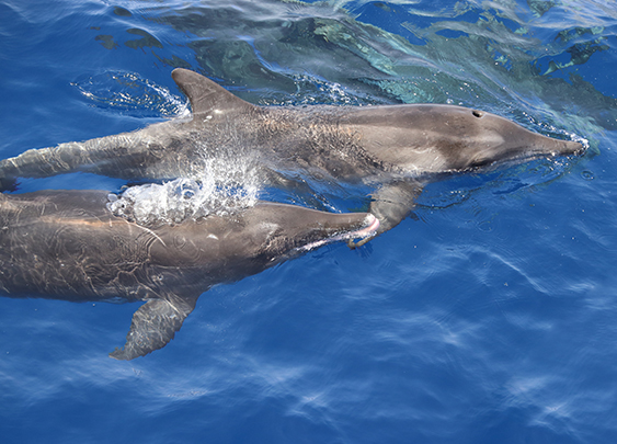 a pair of dolphins swimming in the water