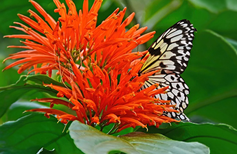 a butterfly on a flower