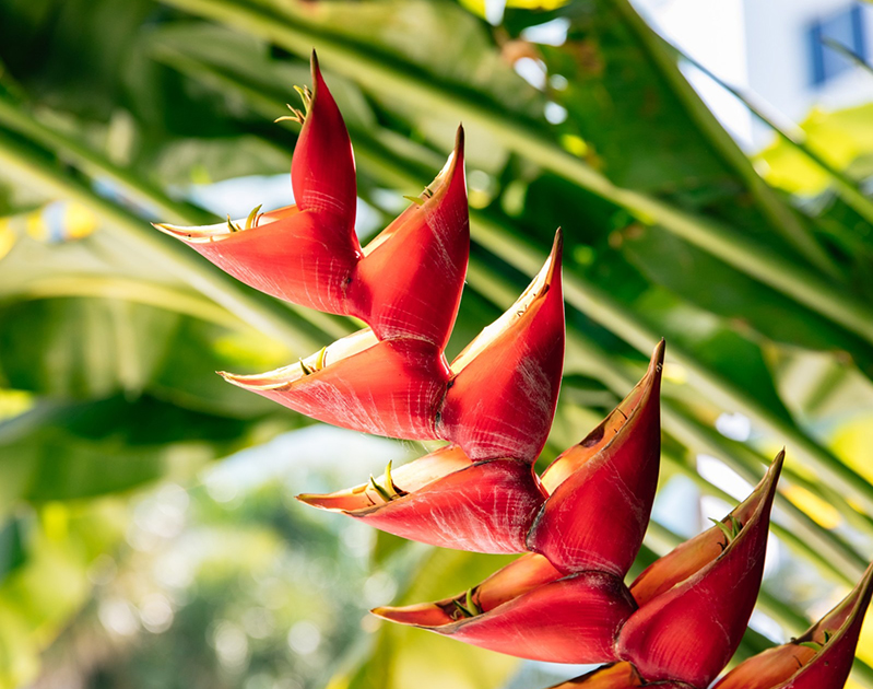 a red flower with green leaves