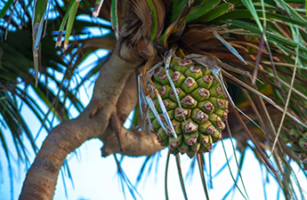 a pineapple growing on a tree