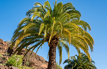 a palm tree with blue sky