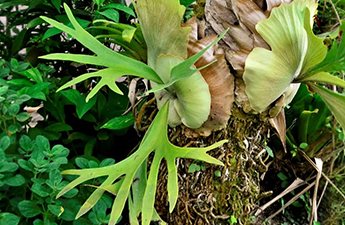 a close up of a plant
