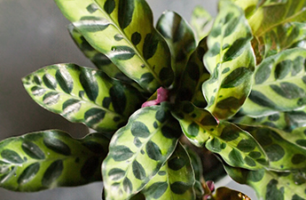 a close up of a plant