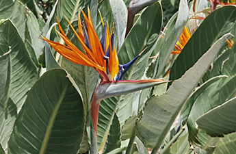 a bird of paradise flower