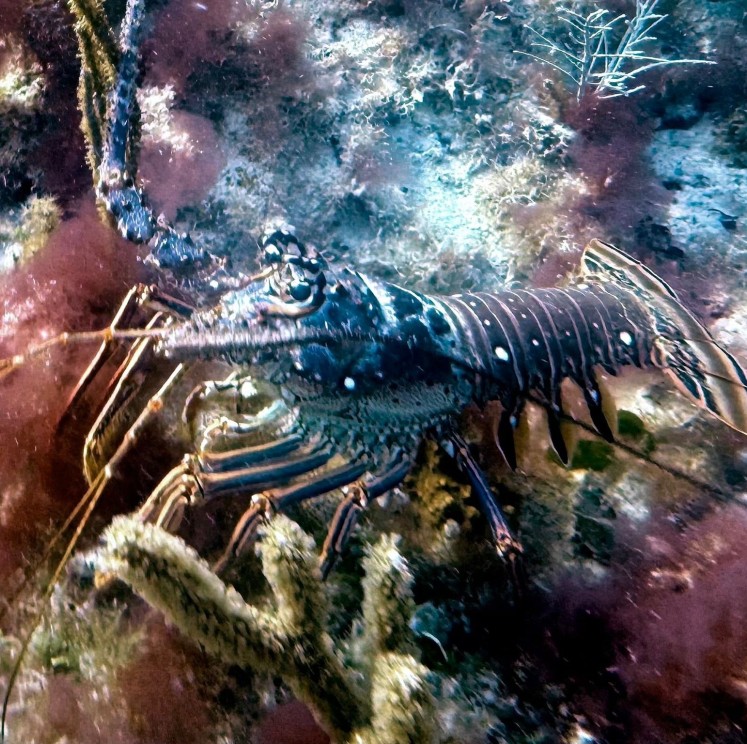 View image from the gallery