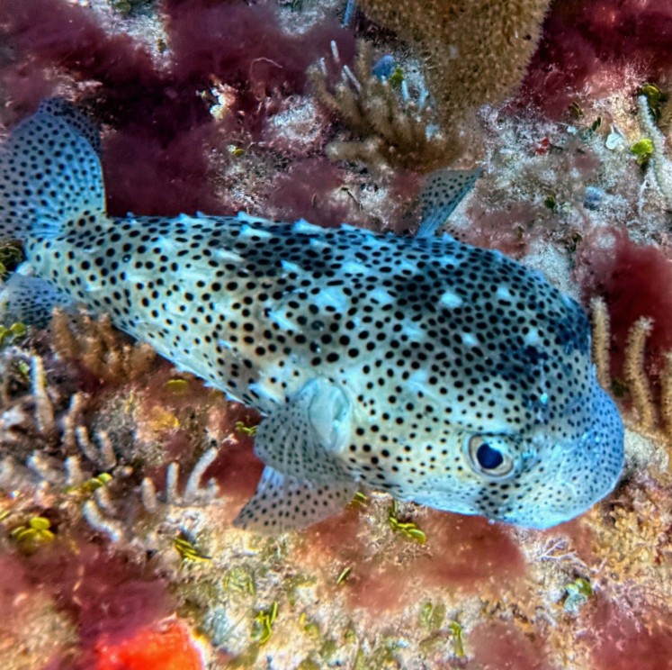 View image from the gallery