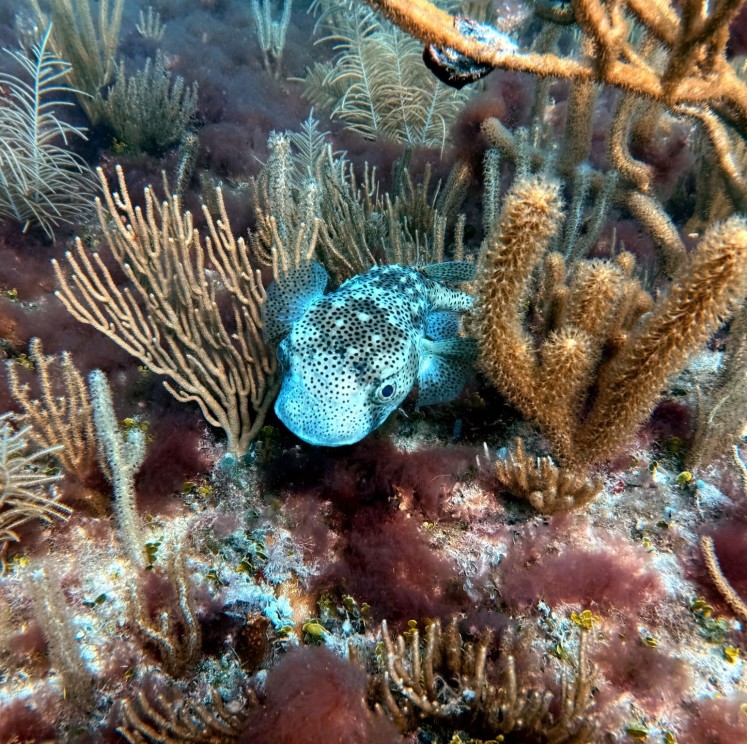 View image from the gallery