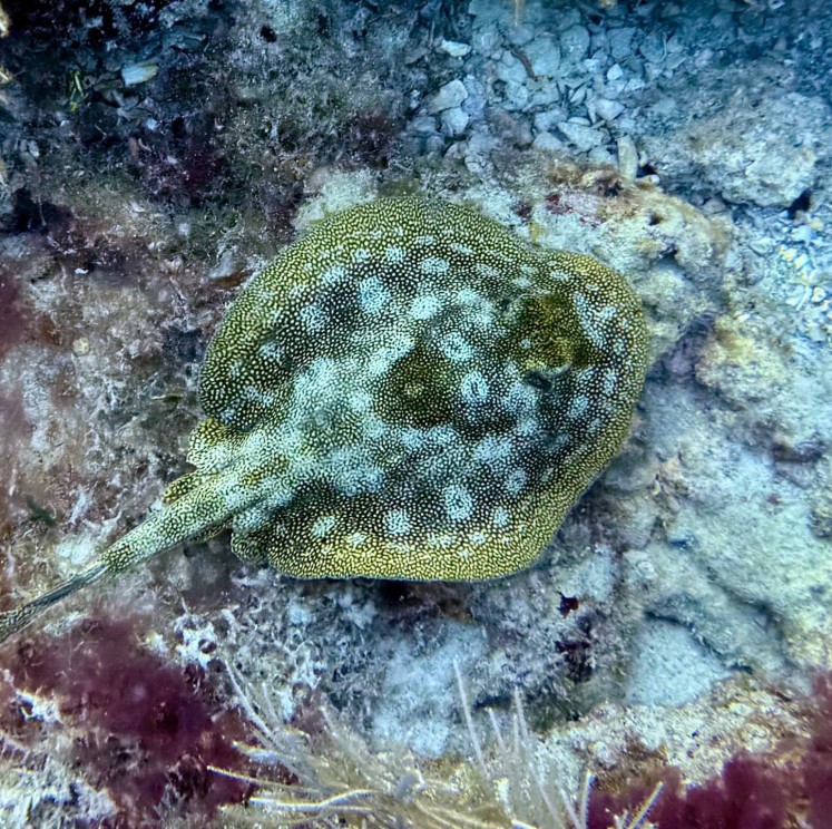 View image from the gallery