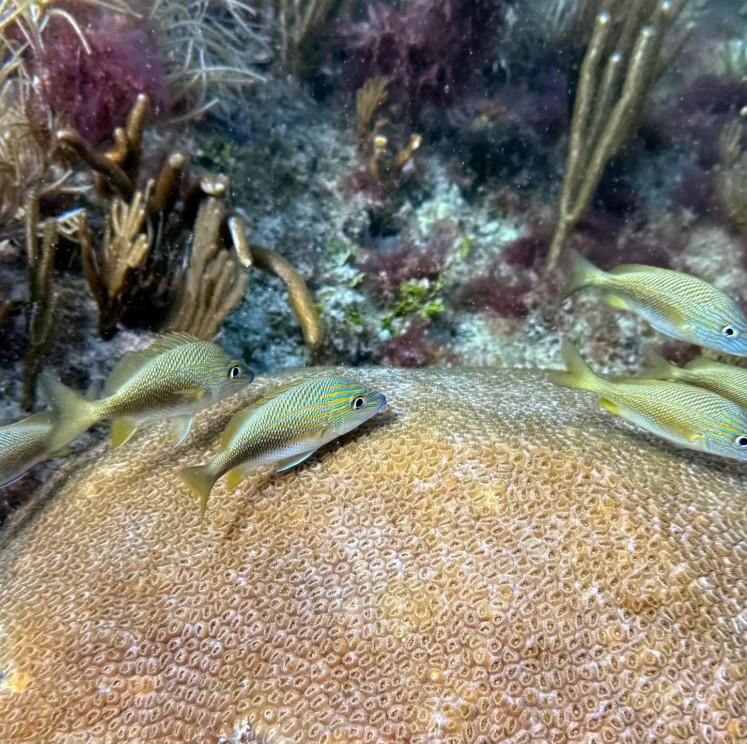 View image from the gallery