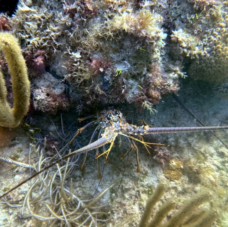 View image from the gallery