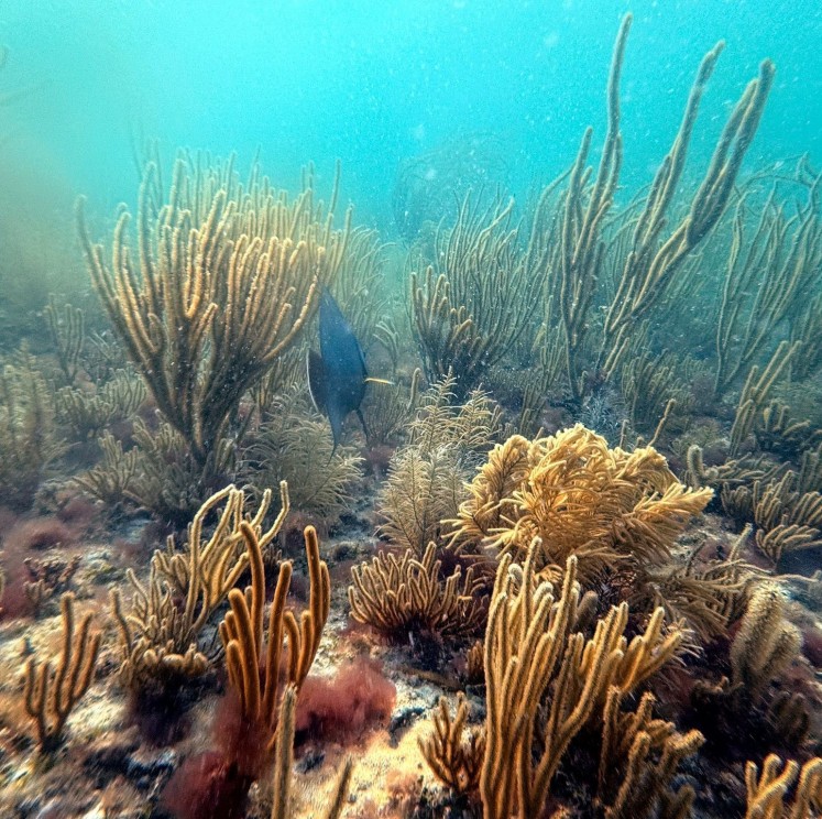 View image from the gallery