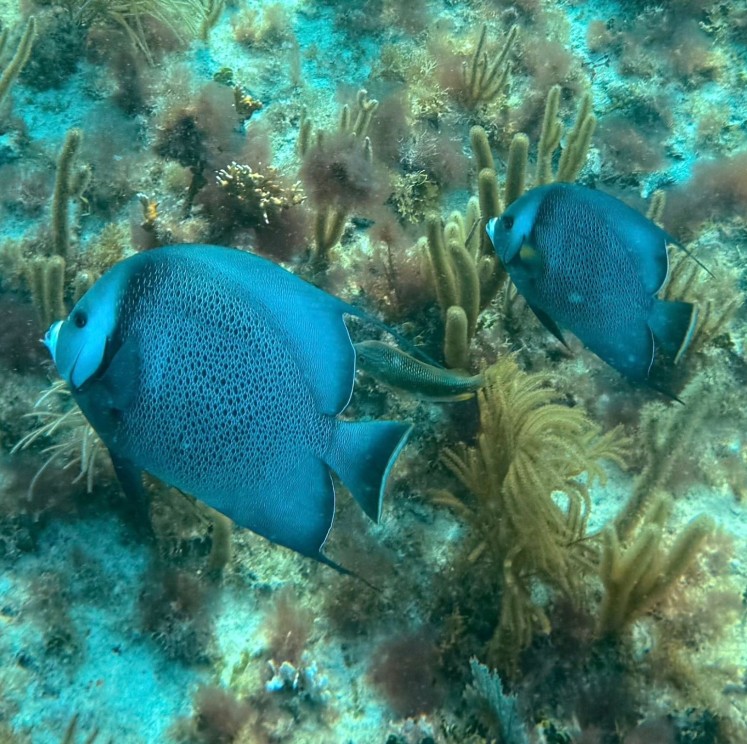 View image from the gallery