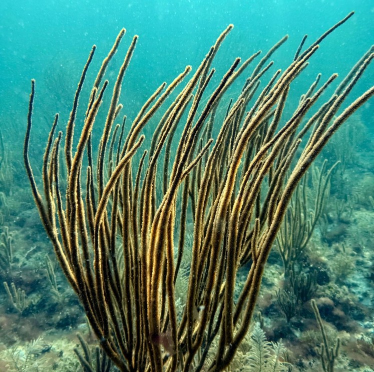 View image from the gallery