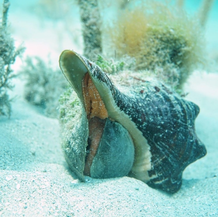 View image from the gallery