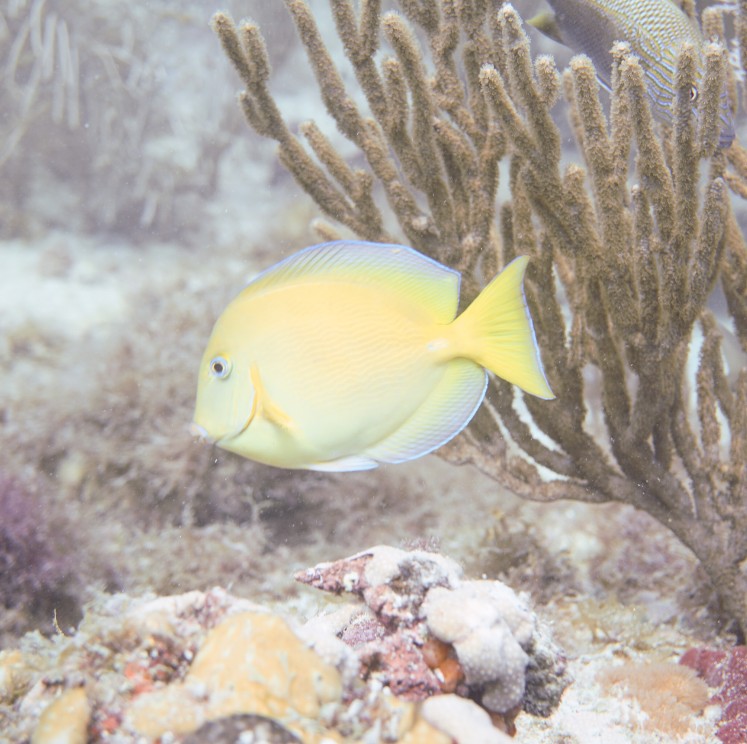 View image from the gallery