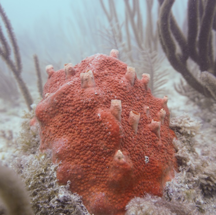 View image from the gallery