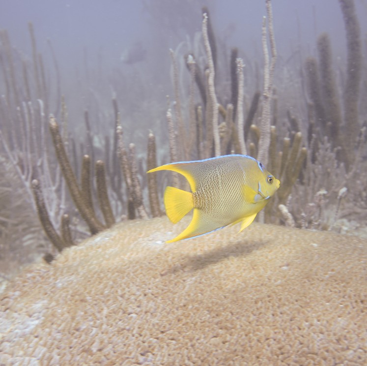 View image from the gallery