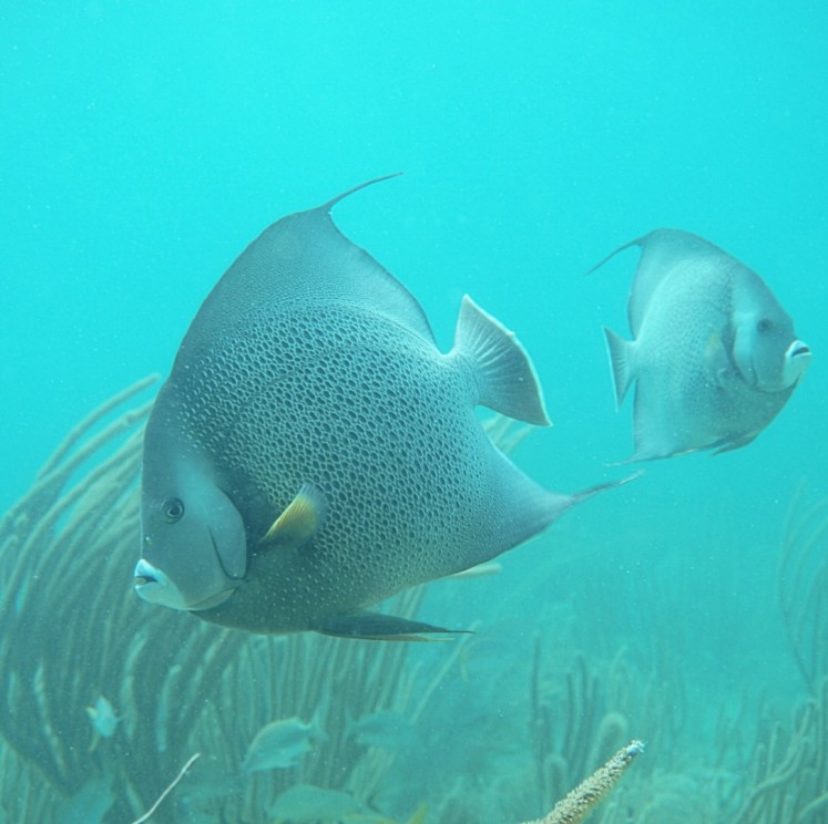 View image from the gallery