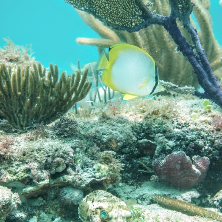 View image from the gallery