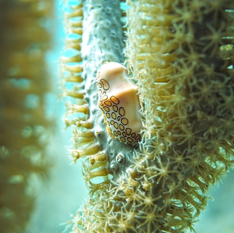 View image from the gallery