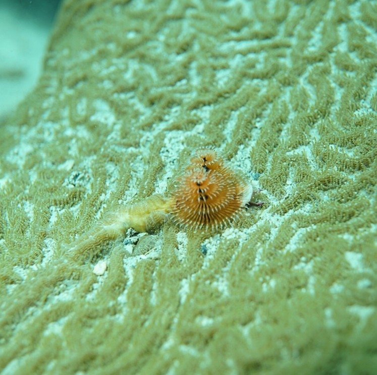 View image from the gallery