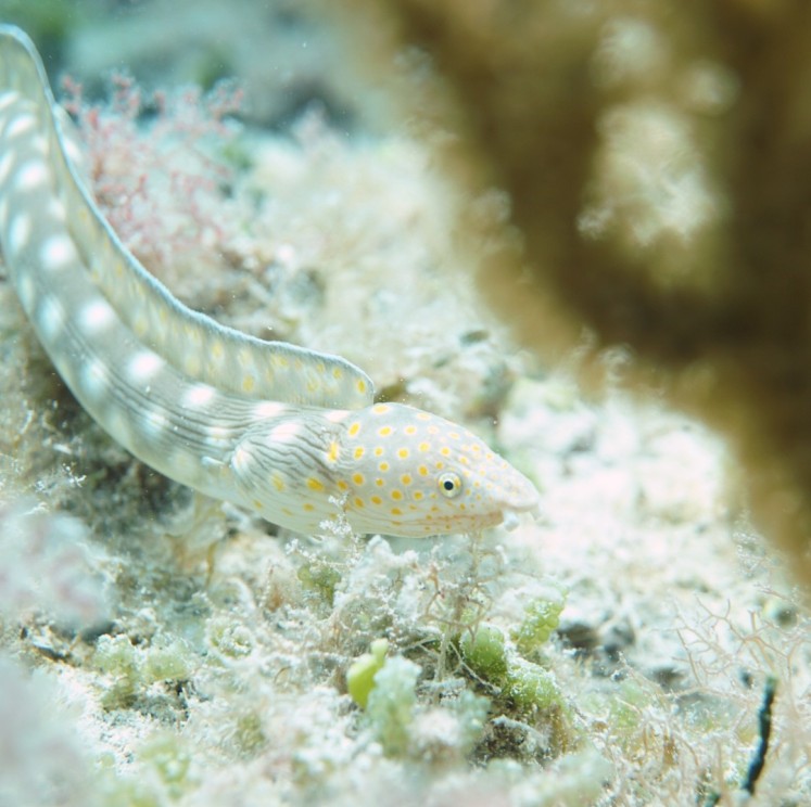 View image from the gallery