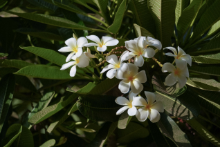 a group of white flowers on a plant