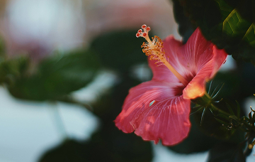 a close up of a flower
