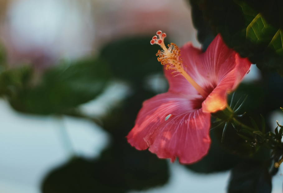 a close up of a flower